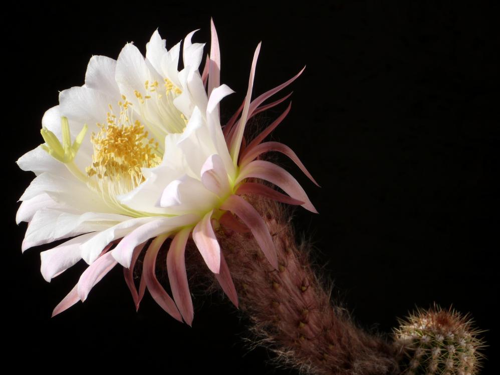 Trichocereus